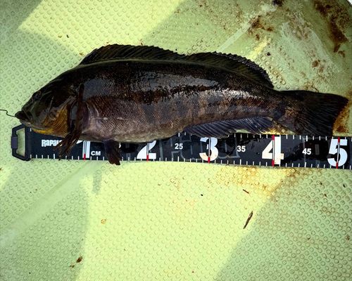 アイナメの釣果