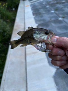 ラージマウスバスの釣果