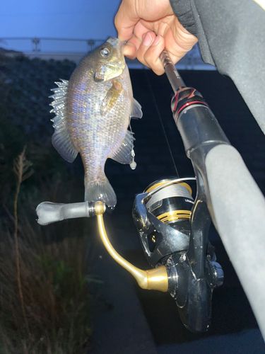 ブルーギルの釣果