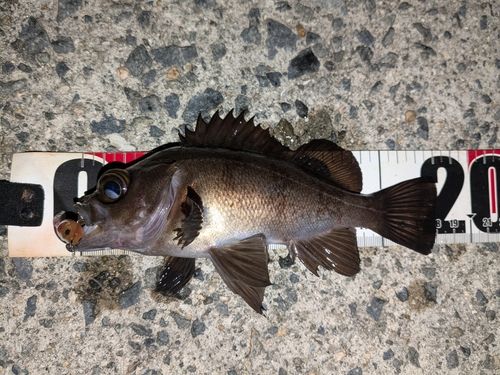 メバルの釣果