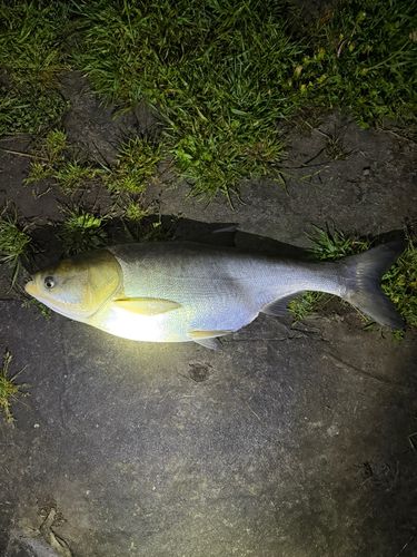 ハクレンの釣果