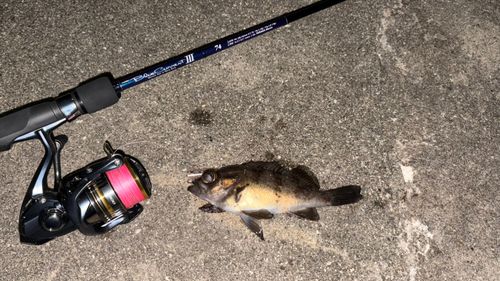 メバルの釣果