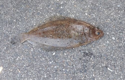 カレイの釣果