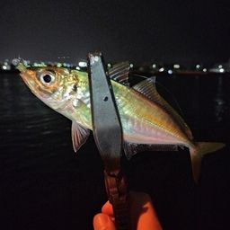 アジ