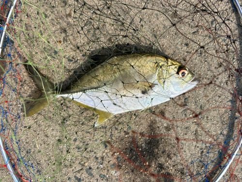 カイワリの釣果