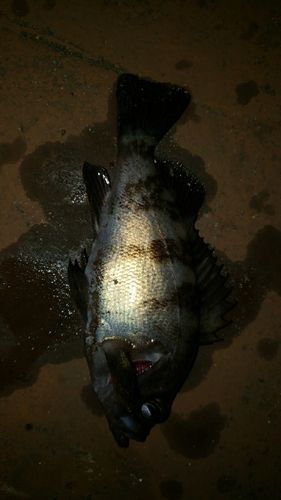 アカメバルの釣果