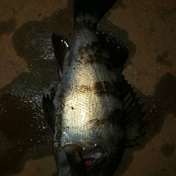 アカメバル