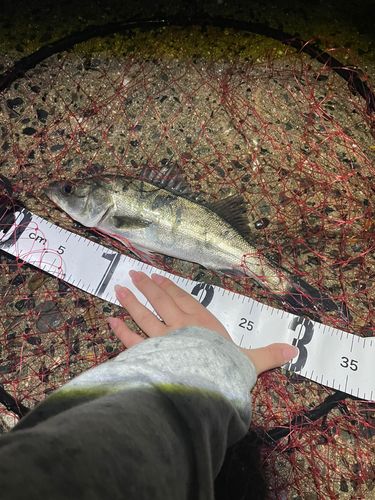 セイゴ（マルスズキ）の釣果