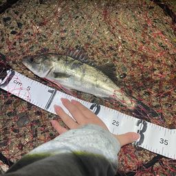 セイゴ（マルスズキ）