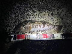 アイナメの釣果