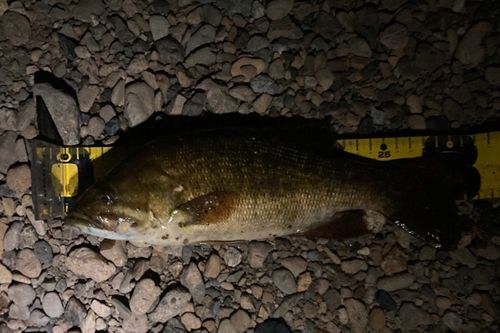 スモールマウスバスの釣果