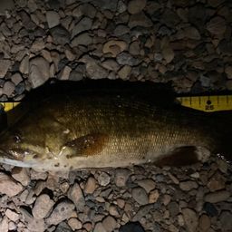 スモールマウスバス