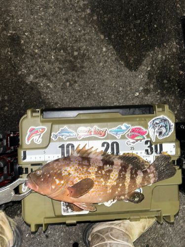 アコウの釣果
