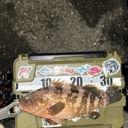 アコウ
