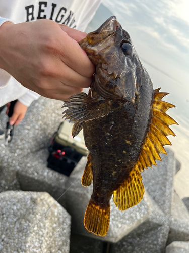 タケノコメバルの釣果