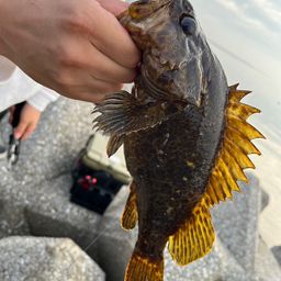 タケノコメバル