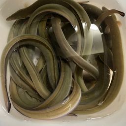 ウナギ