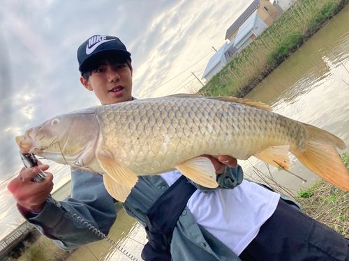 コイの釣果