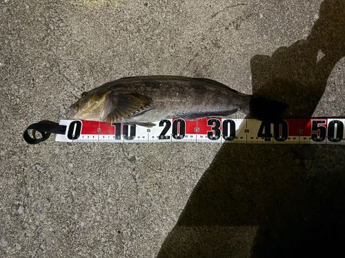 アイナメの釣果