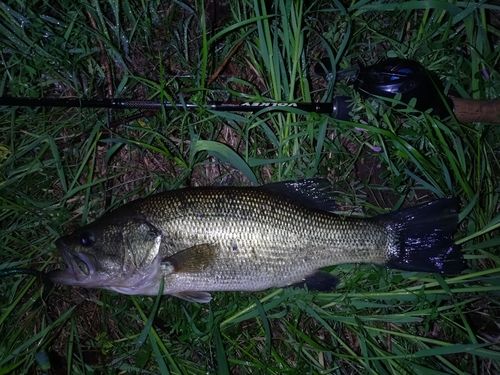 ラージマウスバスの釣果