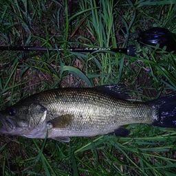 ラージマウスバス