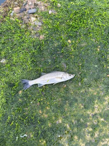 セイゴ（マルスズキ）の釣果
