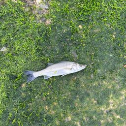 セイゴ（マルスズキ）