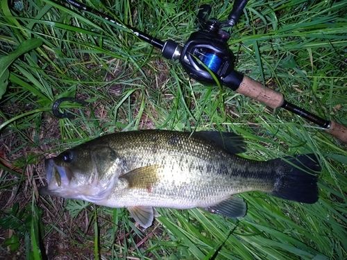ラージマウスバスの釣果