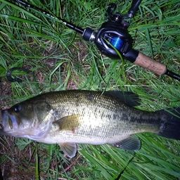 ラージマウスバス