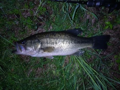 ラージマウスバスの釣果