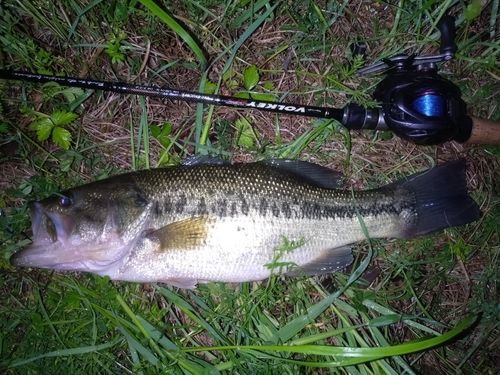 ラージマウスバスの釣果