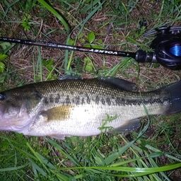 ラージマウスバス