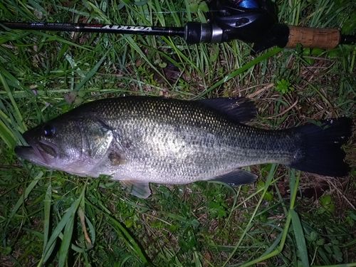 ラージマウスバスの釣果