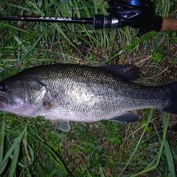 ラージマウスバス