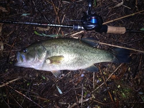 ラージマウスバスの釣果