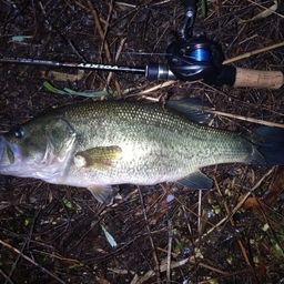 ラージマウスバス