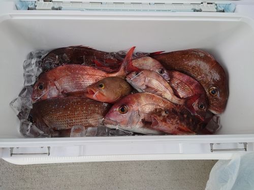マダイの釣果