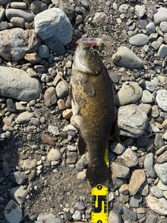 スモールマウスバスの釣果