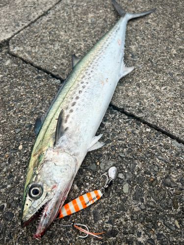 サゴシの釣果