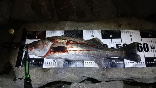 シーバスの釣果