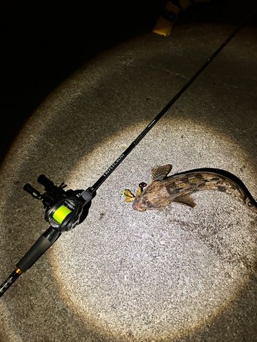 アブラコの釣果