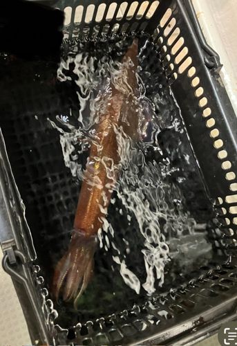 ヤリイカの釣果