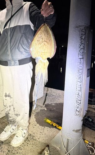 コウイカの釣果