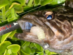 タケノコメバルの釣果