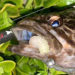 タケノコメバル