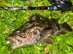 タケノコメバルの釣果