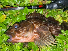 タケノコメバルの釣果