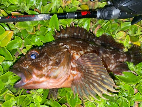 タケノコメバルの釣果