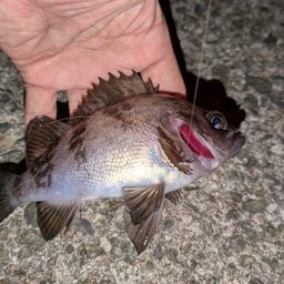 メバル