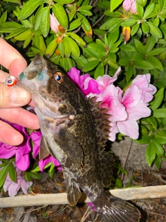 タケノコメバルの釣果